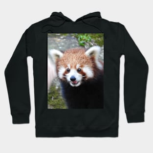 Red Panda Hoodie